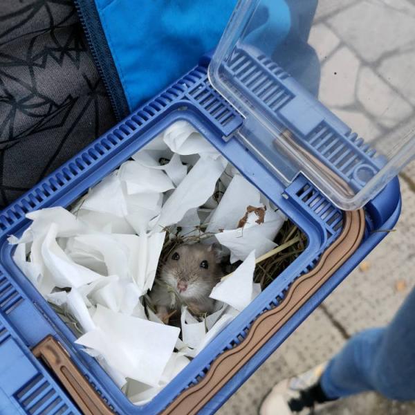 Święcenie zwierząt